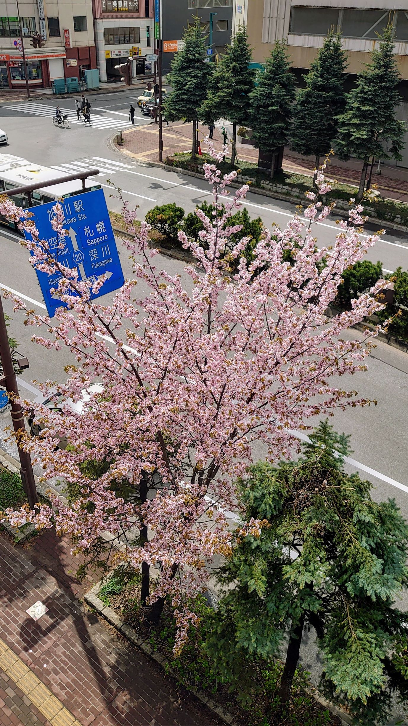 桜開花予想2024